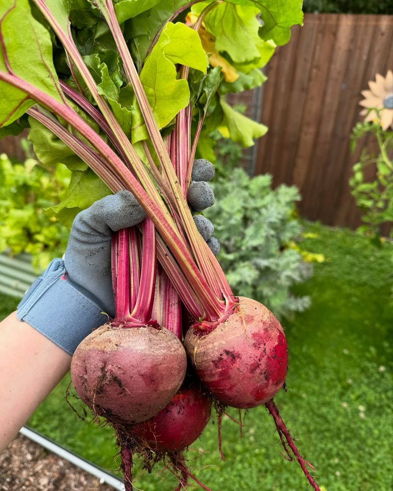 Beach Beets