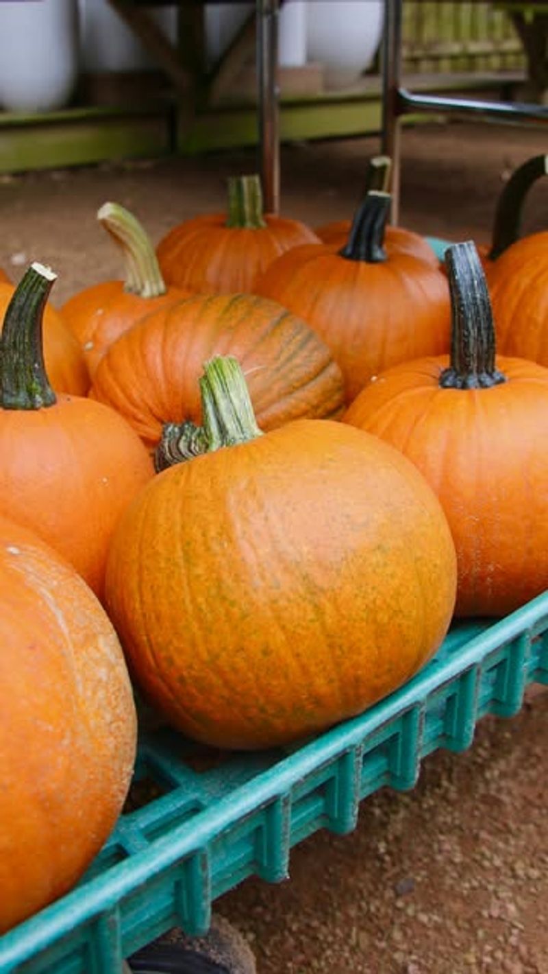 Spray Pumpkins With Vinegar Solution