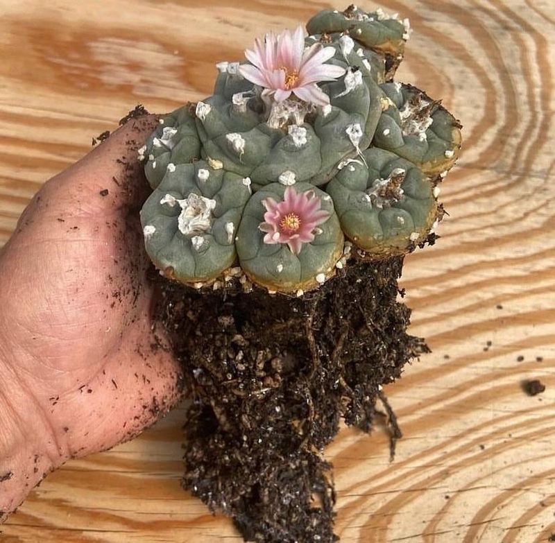 Peyote Cacti