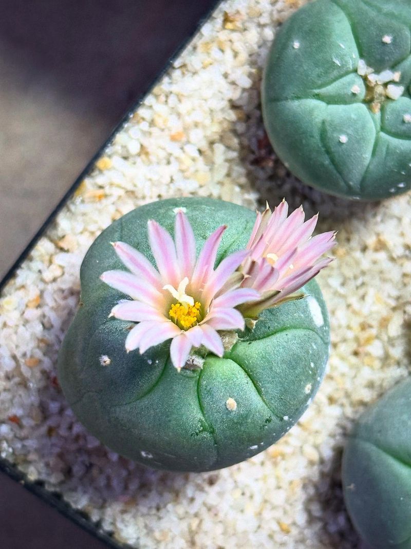 Peyote Cactus