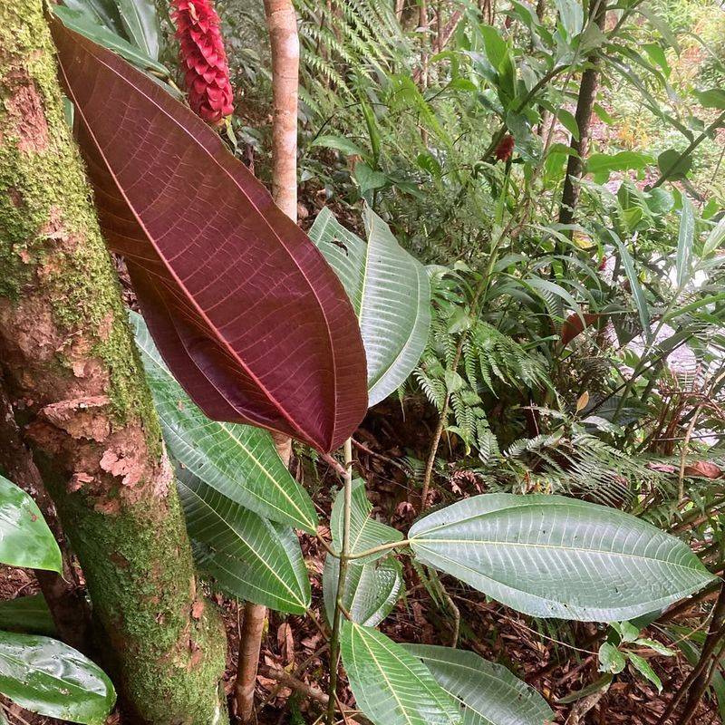 Miconia Trees