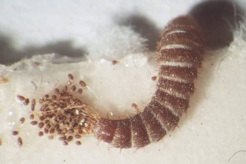 Carpet Beetles