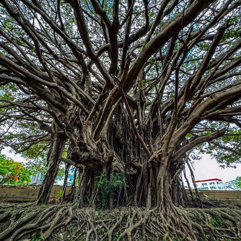 Banyan Tree