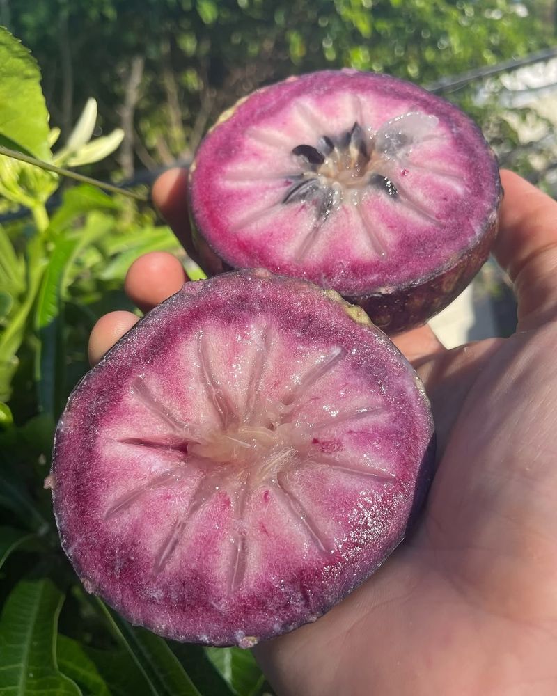 Star Apple
