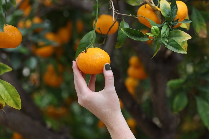Certain Citrus Trees