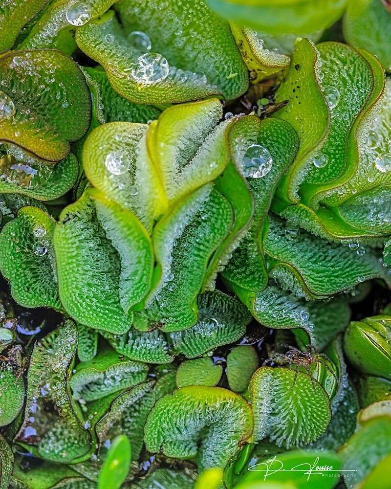 Giant Salvinia