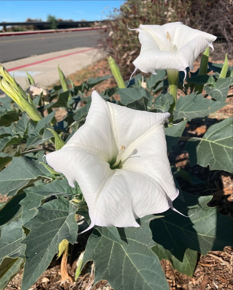 Thorn Apple (Datura)