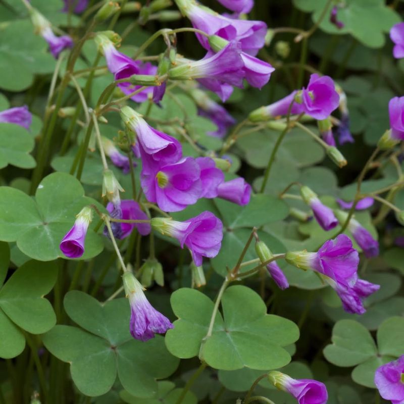 Oxalis
