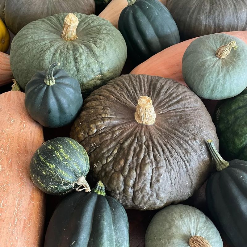 Storing Squash And Pumpkins