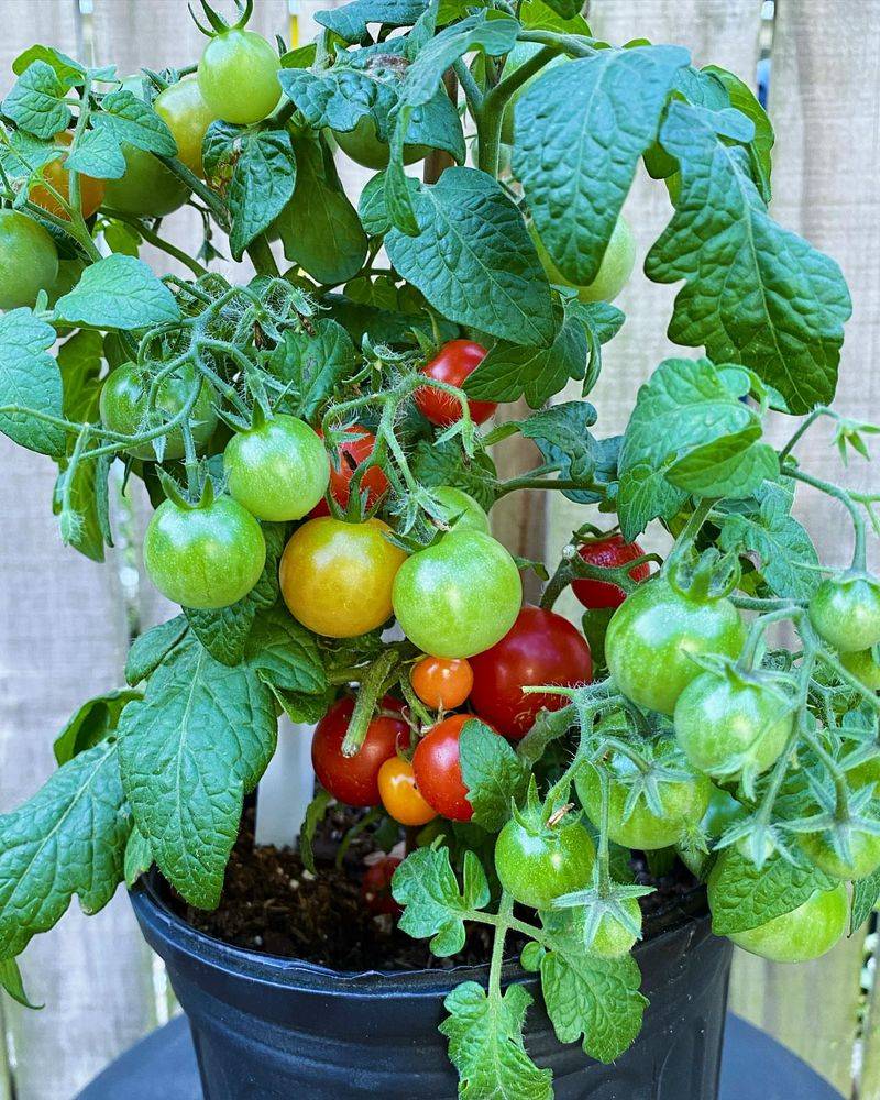 Cherry Tomatoes For Endless Summer