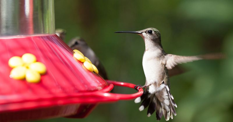 Leaving Feeders Up Won't Stop Migration Instincts