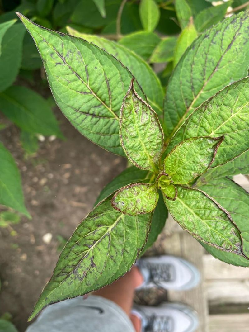 Disease and Pests Find Easy Entry Points