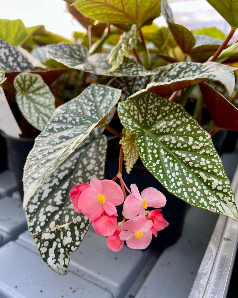 Begonias