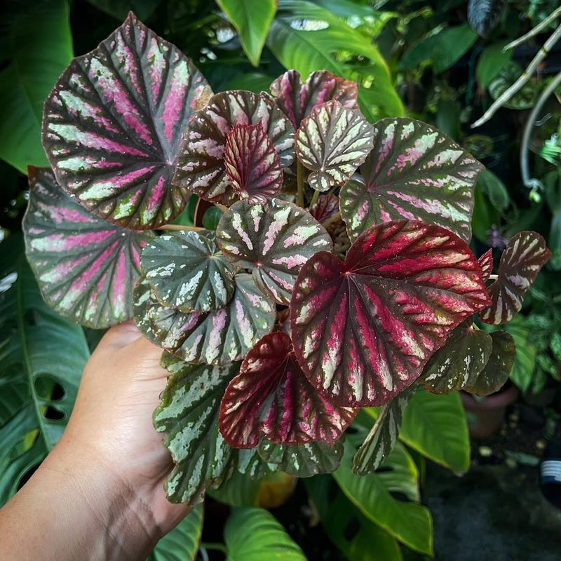 Begonias