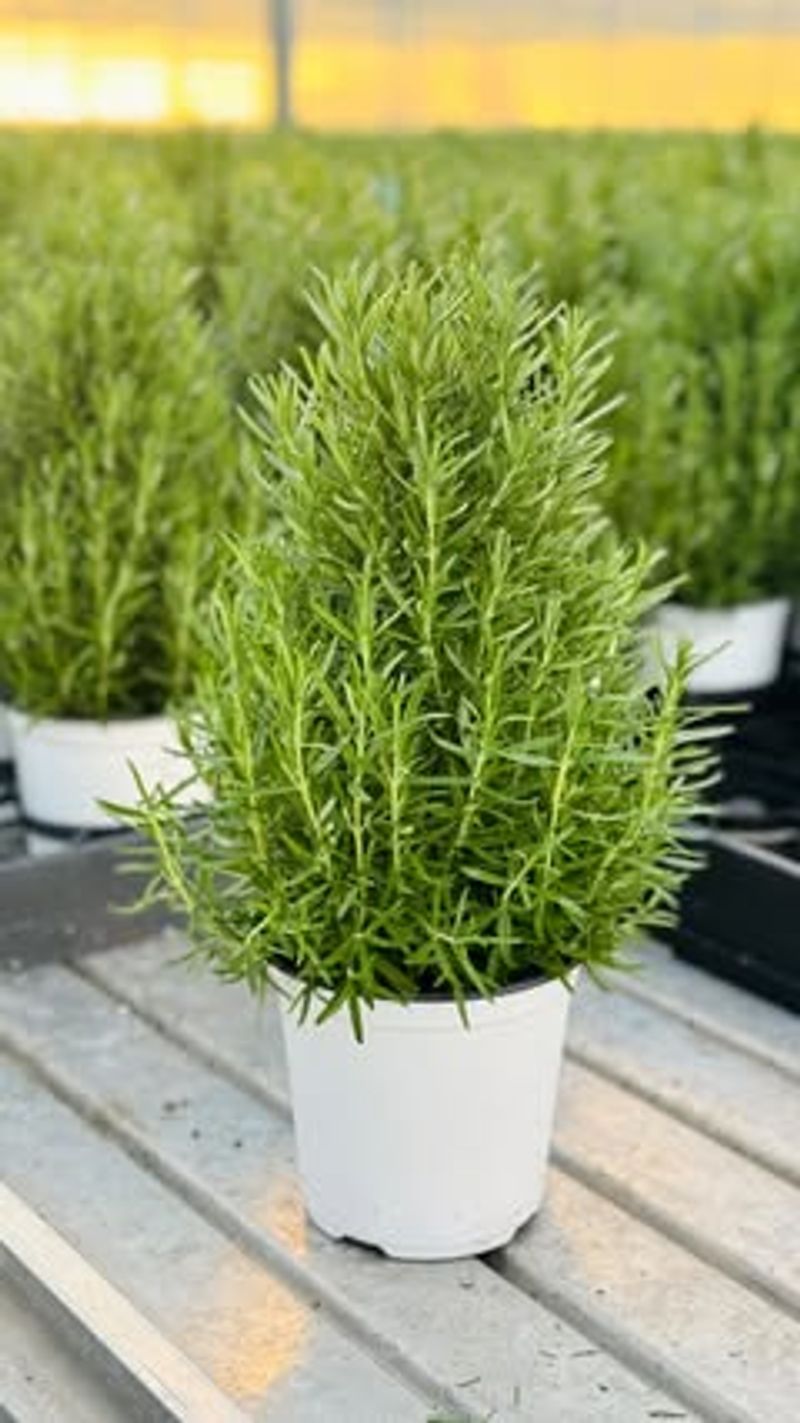 Upright Rosemary