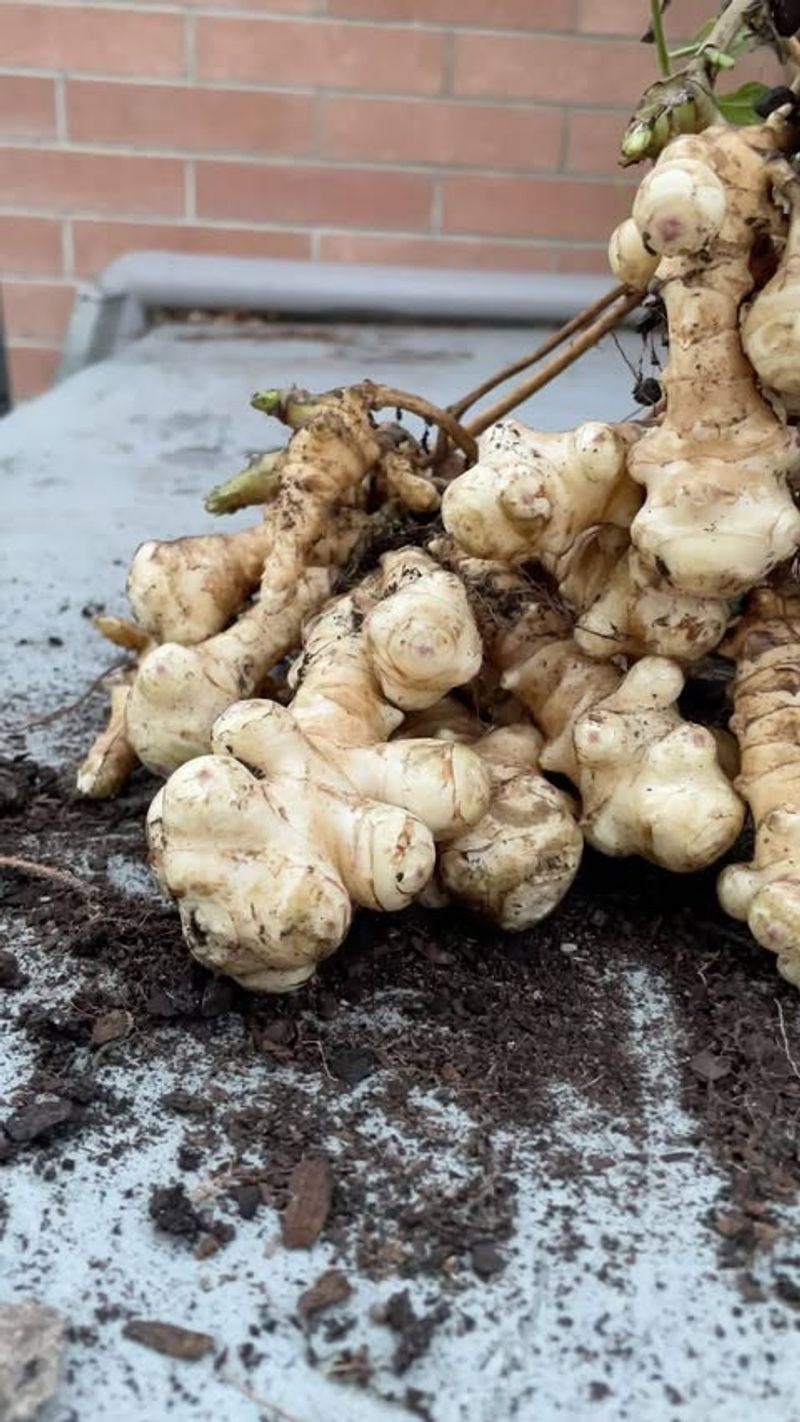 Jerusalem Artichoke