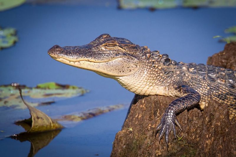American Alligator