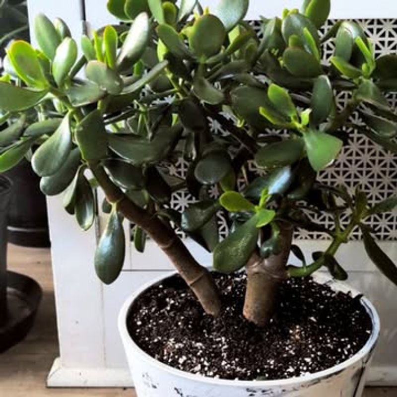Compact Jade Plants That Bring Good Luck