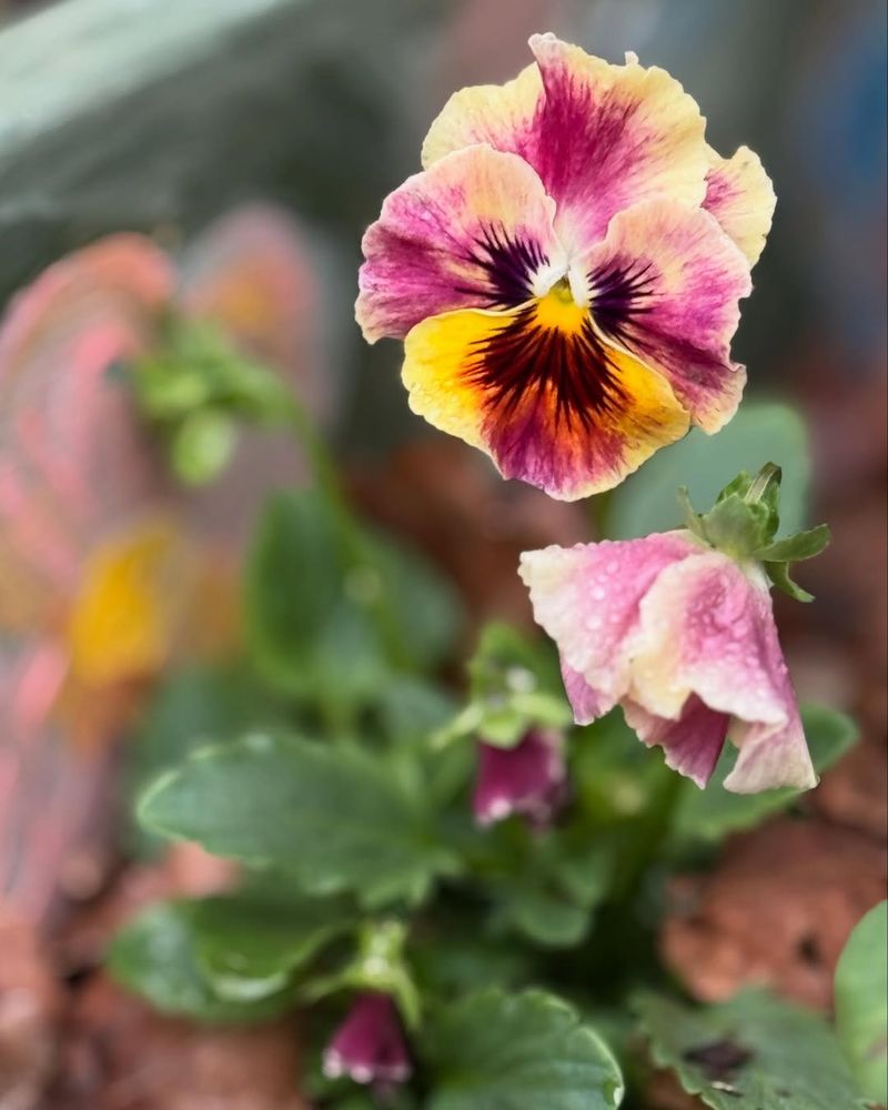 Deadheading Keeps Blooms Coming