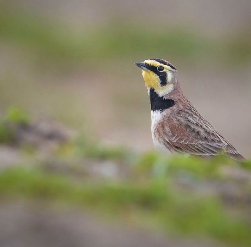 Streaked Horned Lark