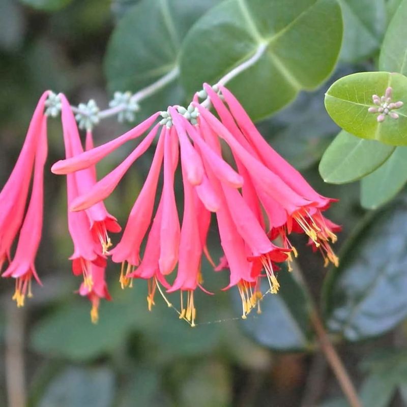 Coral Honeysuckle