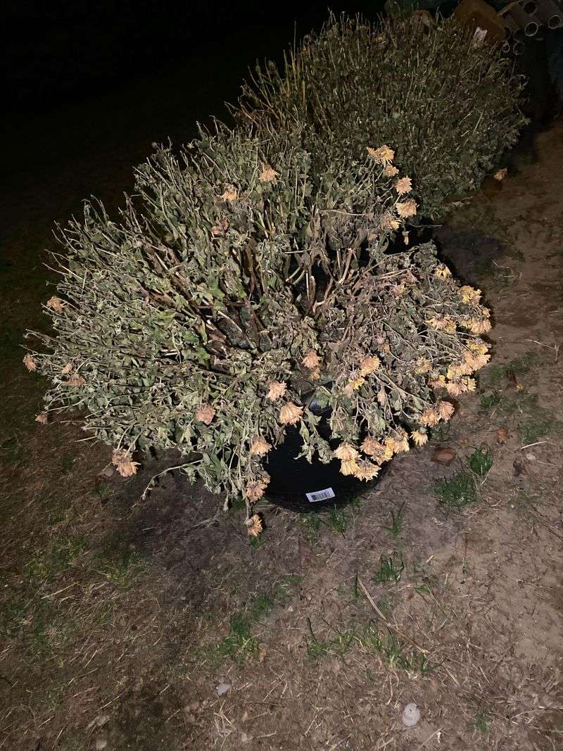 Overwinter Mums For Another Season Of Color