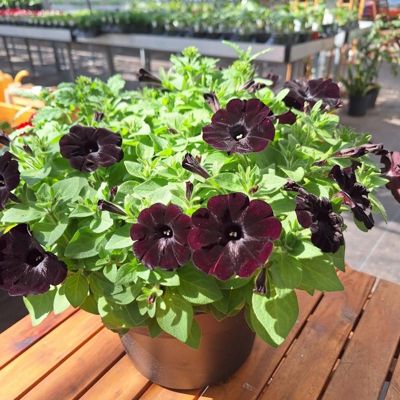 Cost Less Than Most Annuals At Garden Centers