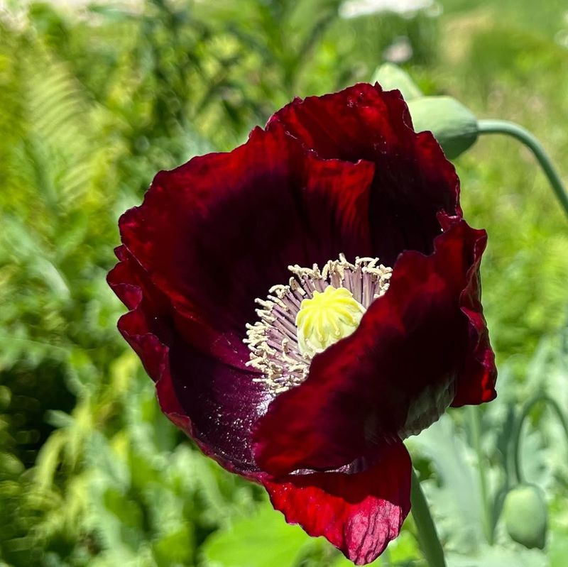 Opium Poppy