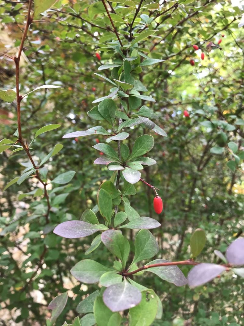 Japanese Barberry