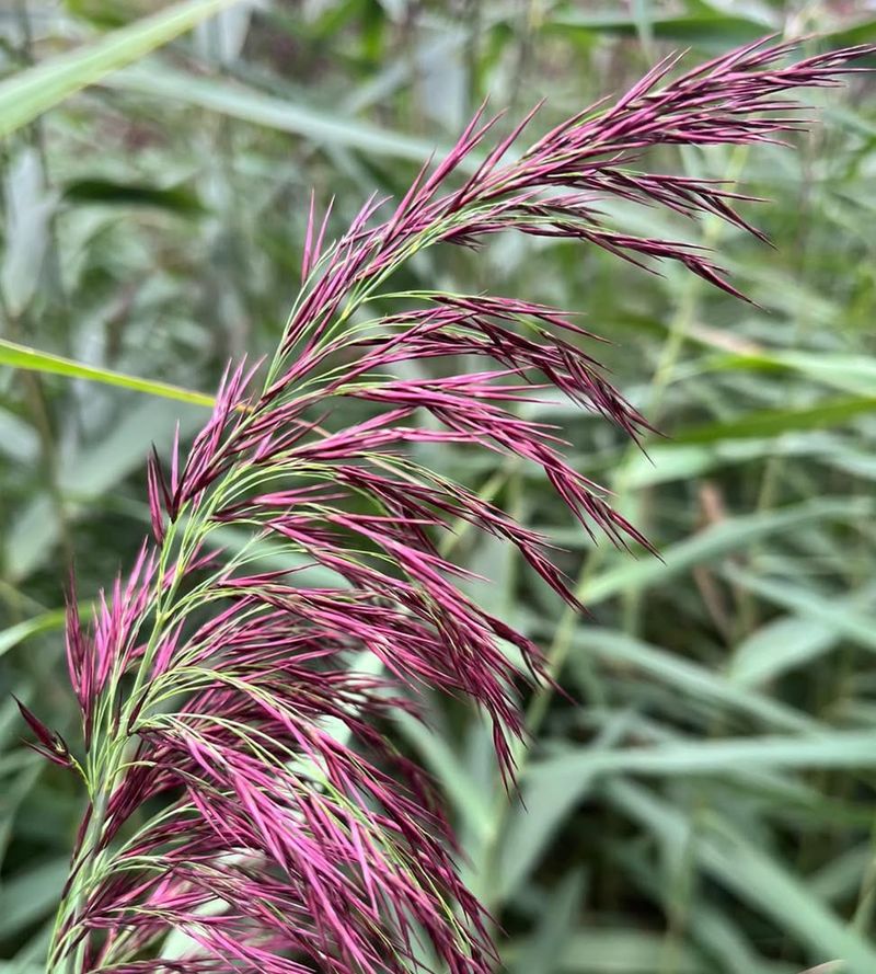 Phragmites (Common Reed)