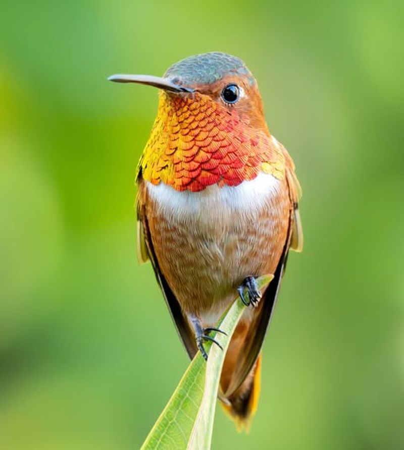 Rufous Hummingbirds: Territorial Tiny Pollinators
