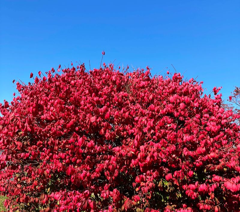 Burning Bush's Fiery Spread Through Neighborhoods