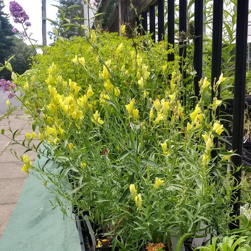 Dalmatian Toadflax