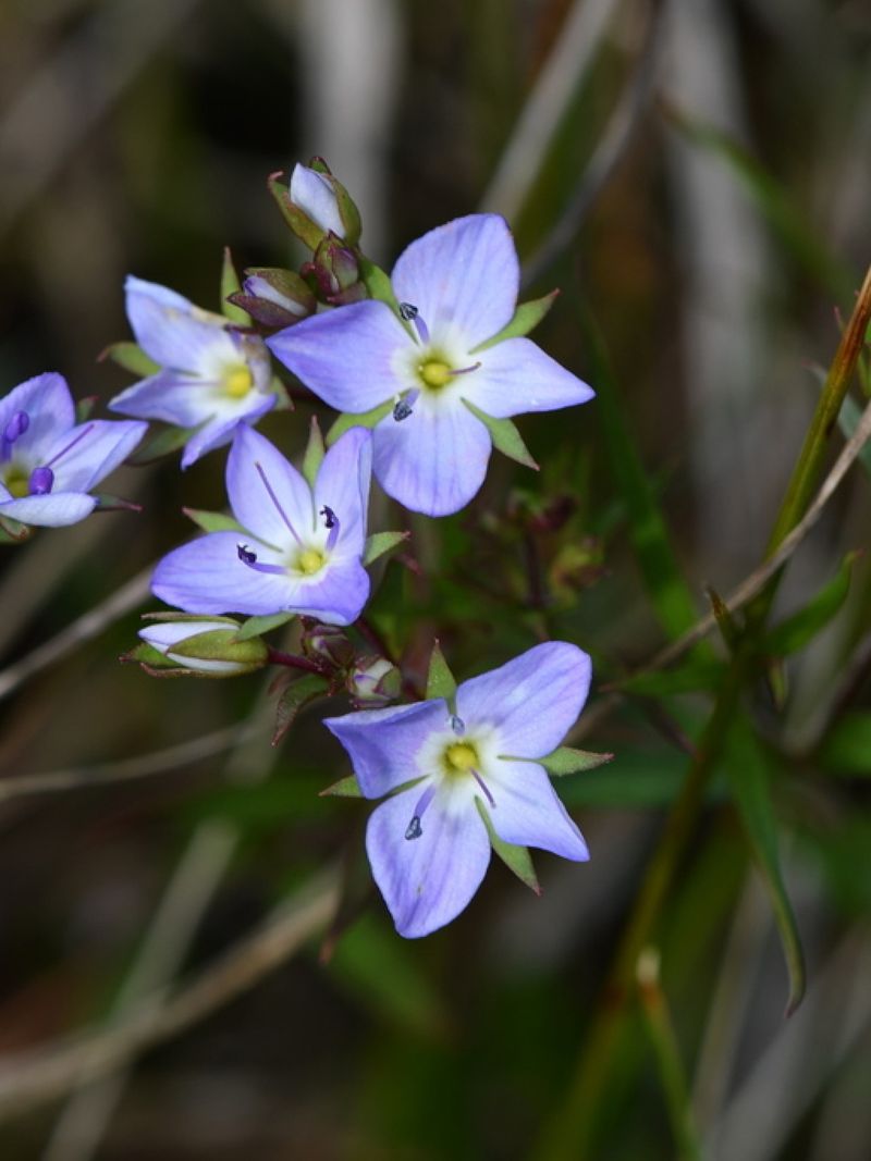 Slender Speedwell