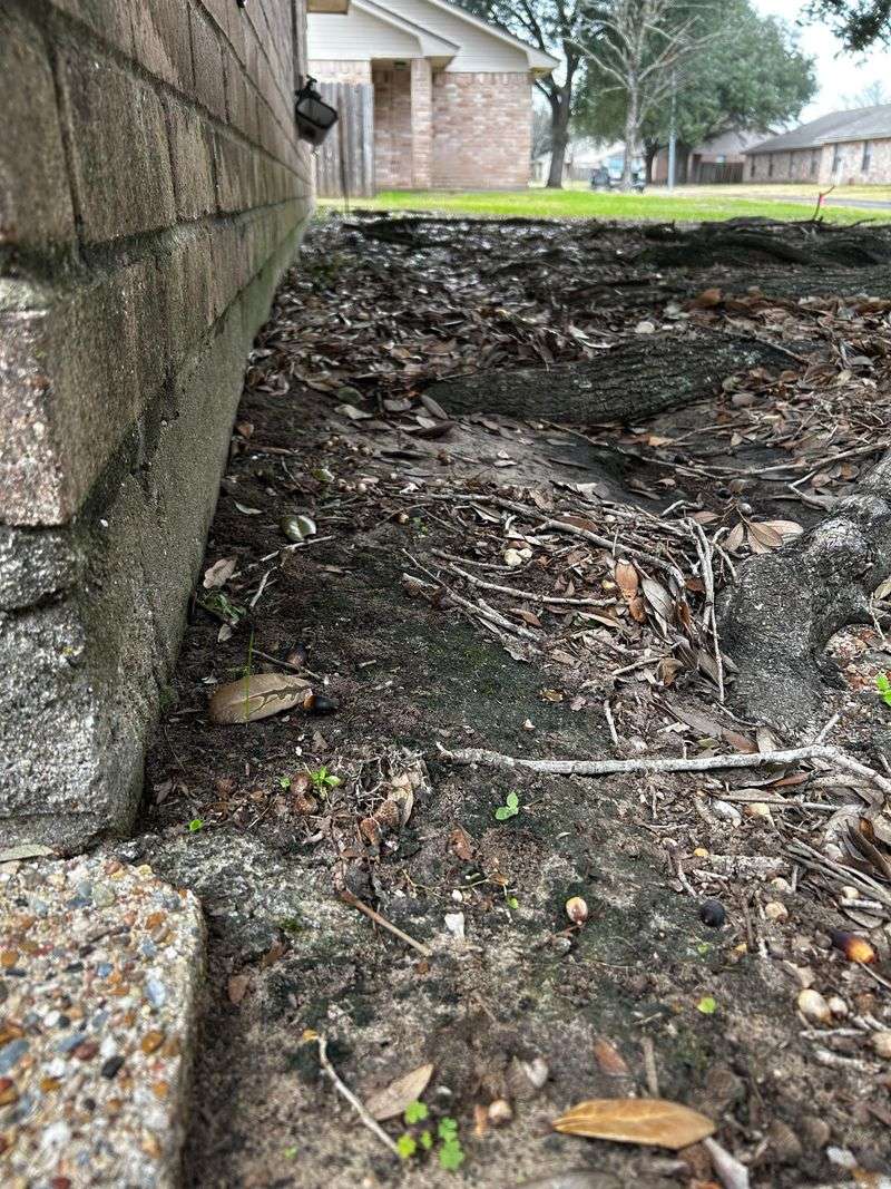 Tree Damage Could Change Things