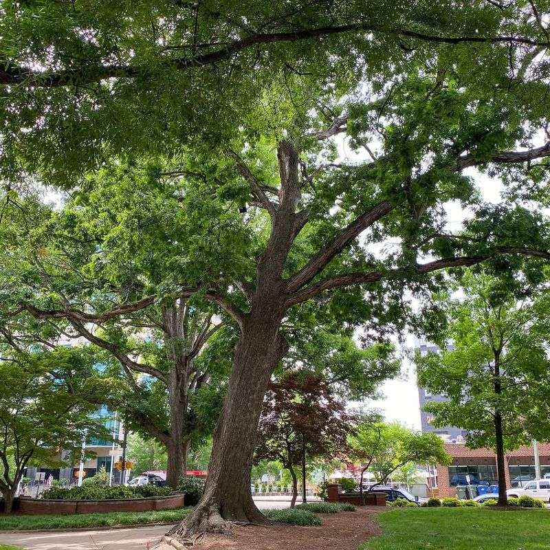 Hazardous Trees May Require Owner Action