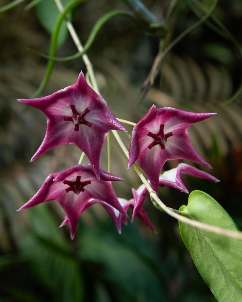 Rare Hoya Varieties With Waxy Blooms