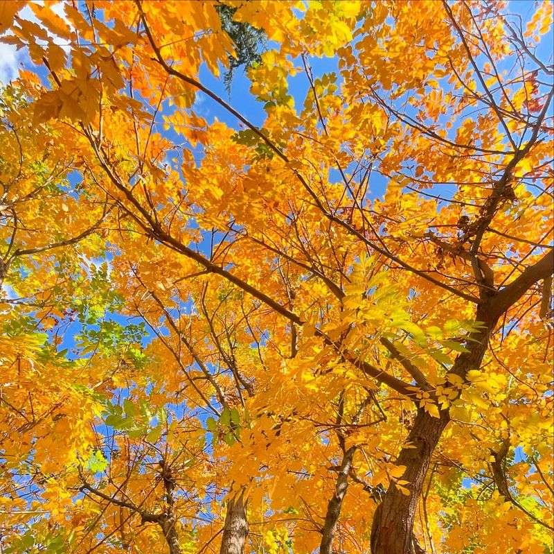 Golden Fall Color Extends The Seasonal Show