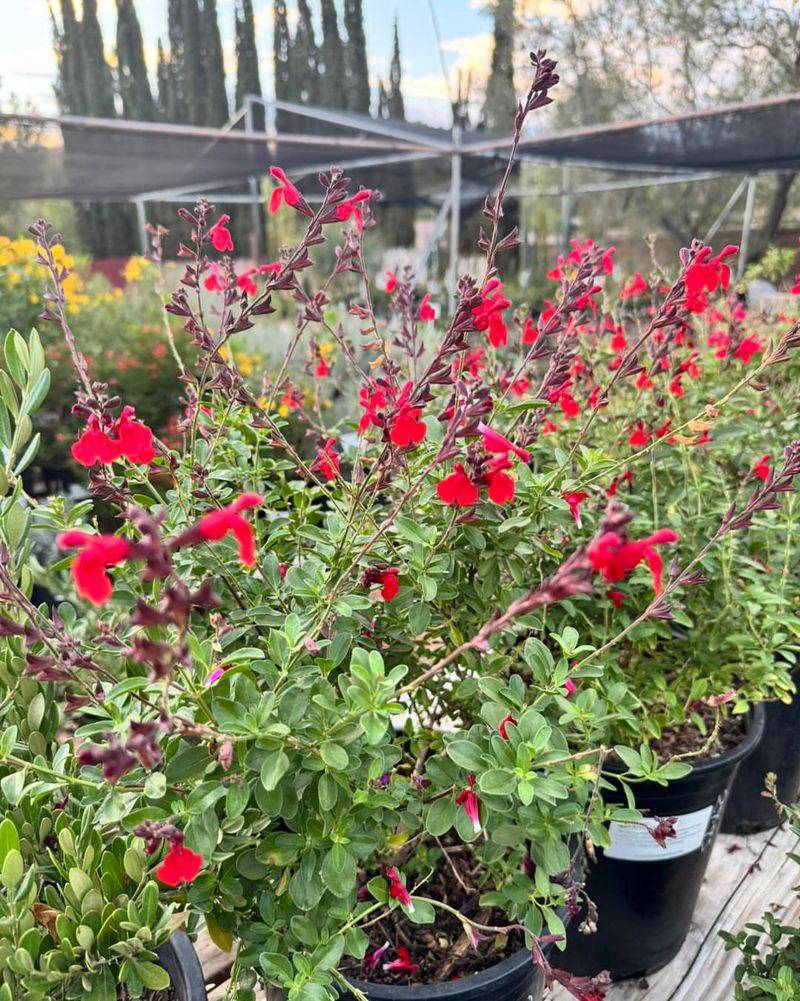 Cold Hardy Enough To Survive Texas Winters