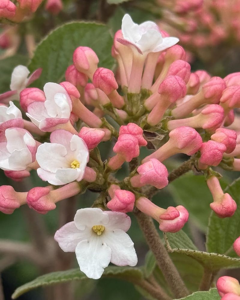 Fall Color That Rivals Spring's Show