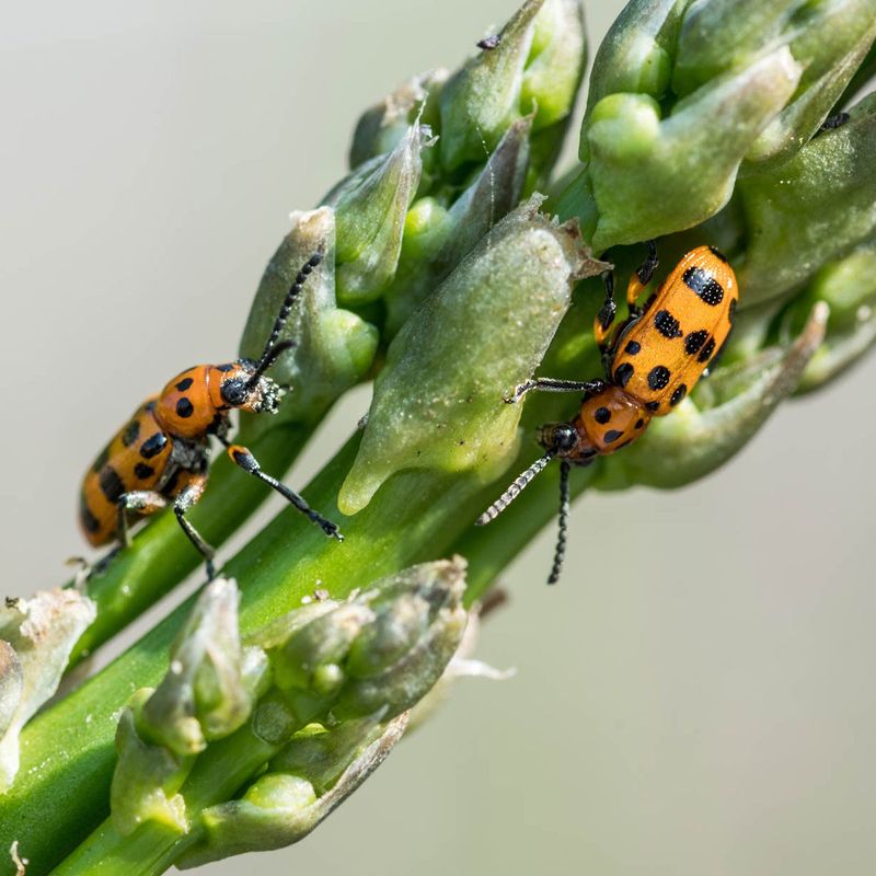 Early Action Protects Next Spring's Harvest