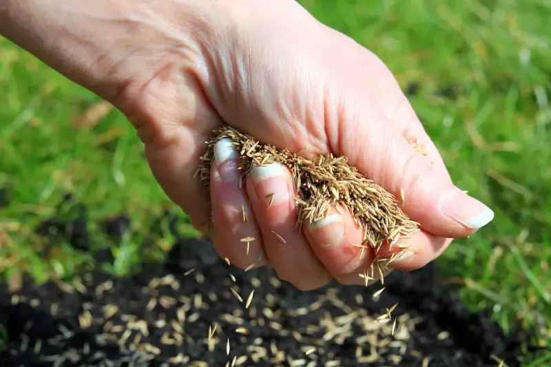 Seed Mixes Indiana Lawns Love After Summer Heat