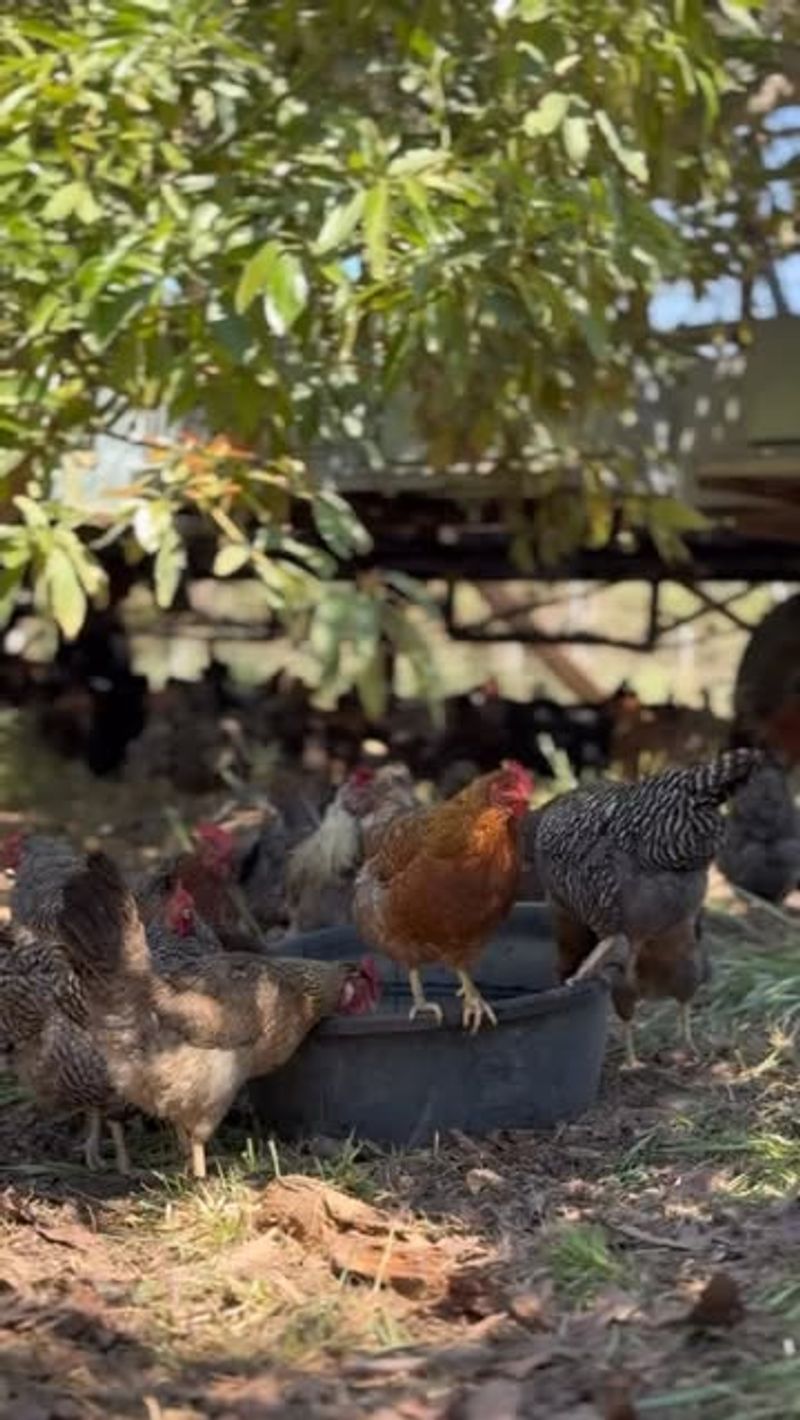 Foraging Entertainment