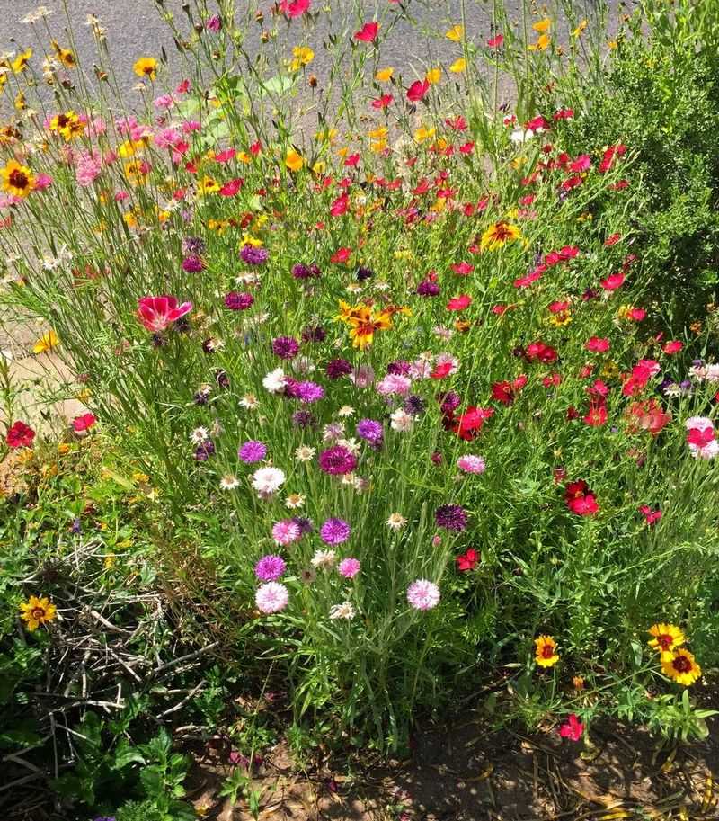 Plant Cool-Season Wildflower Seeds