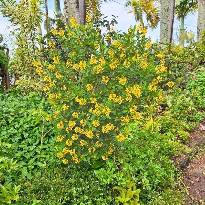 Exotic Flowering Hedges