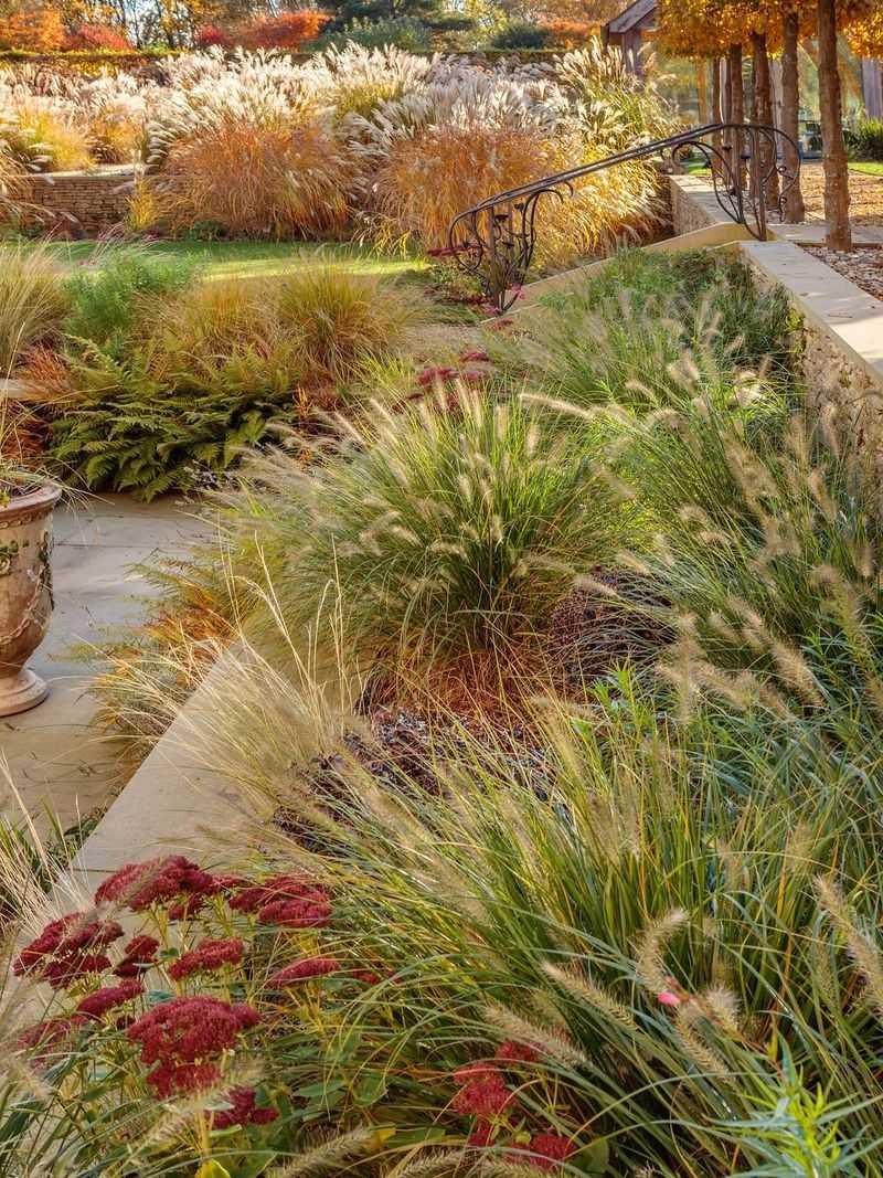 Pennisetum 'Fireworks'