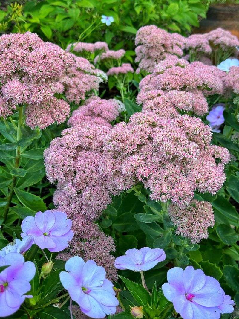 Sedum