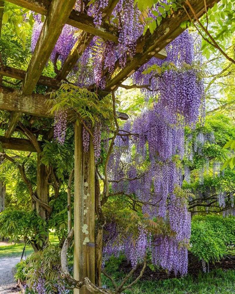 Wisteria