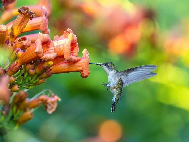 Trumpet Vine: Hummingbird Magnet
