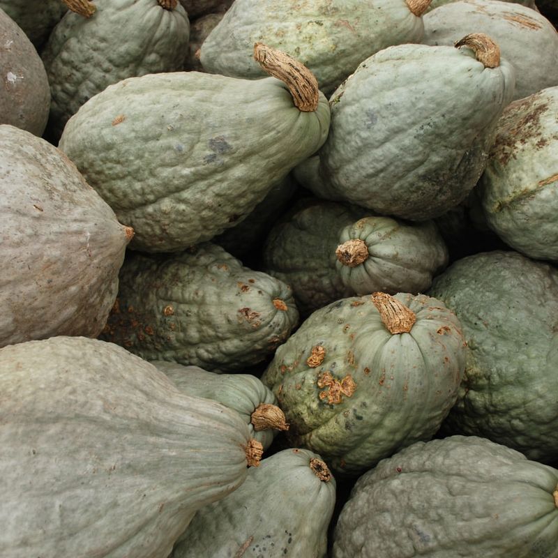 Blue Hubbard Squash